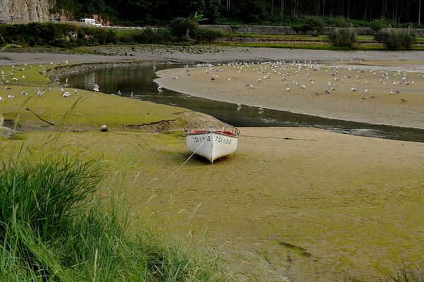 Esperando la marea con las gaviotas