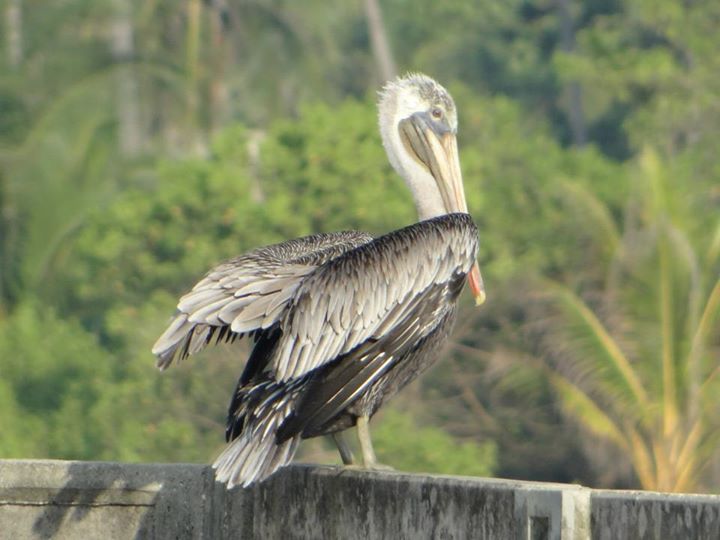 Esperando su comida (Pelicano)