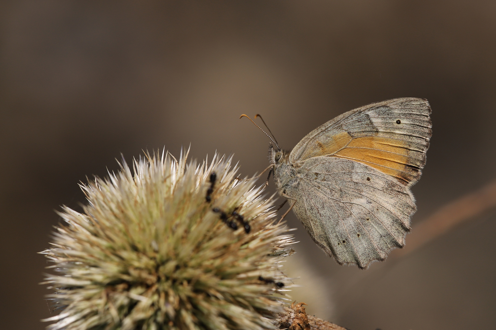 Esperarge clymene » Lesser Lattice Brown