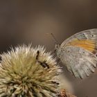 Esperarge clymene » Lesser Lattice Brown