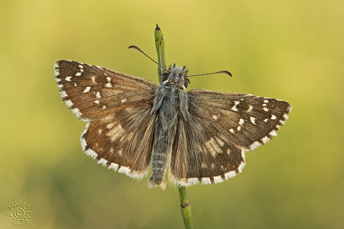 Esperide della malva (Pyrgus malvae)