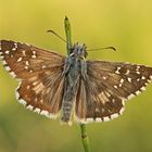 Esperide della malva (Pyrgus malvae)