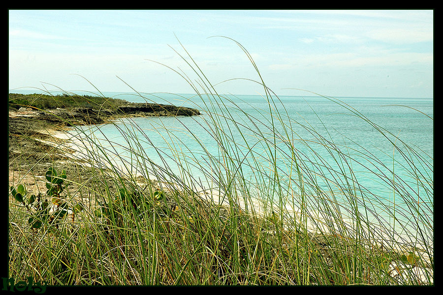 Espigas de la playa