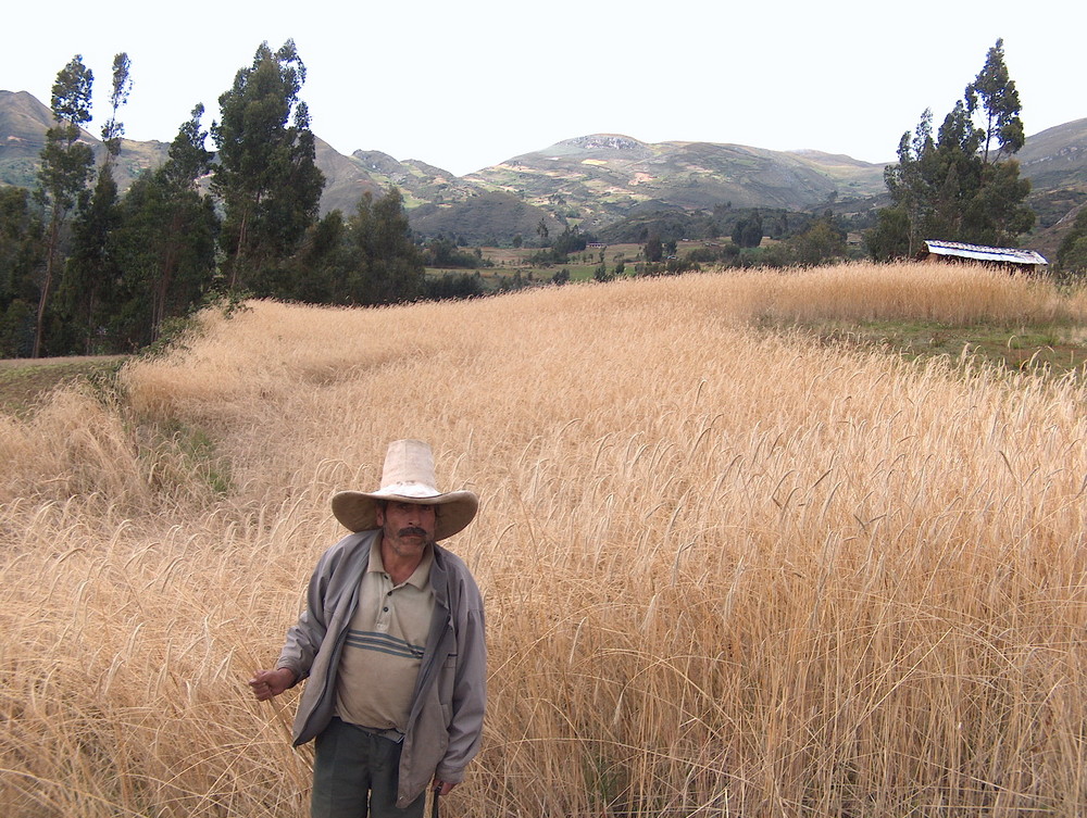 espigas de trigo centeno