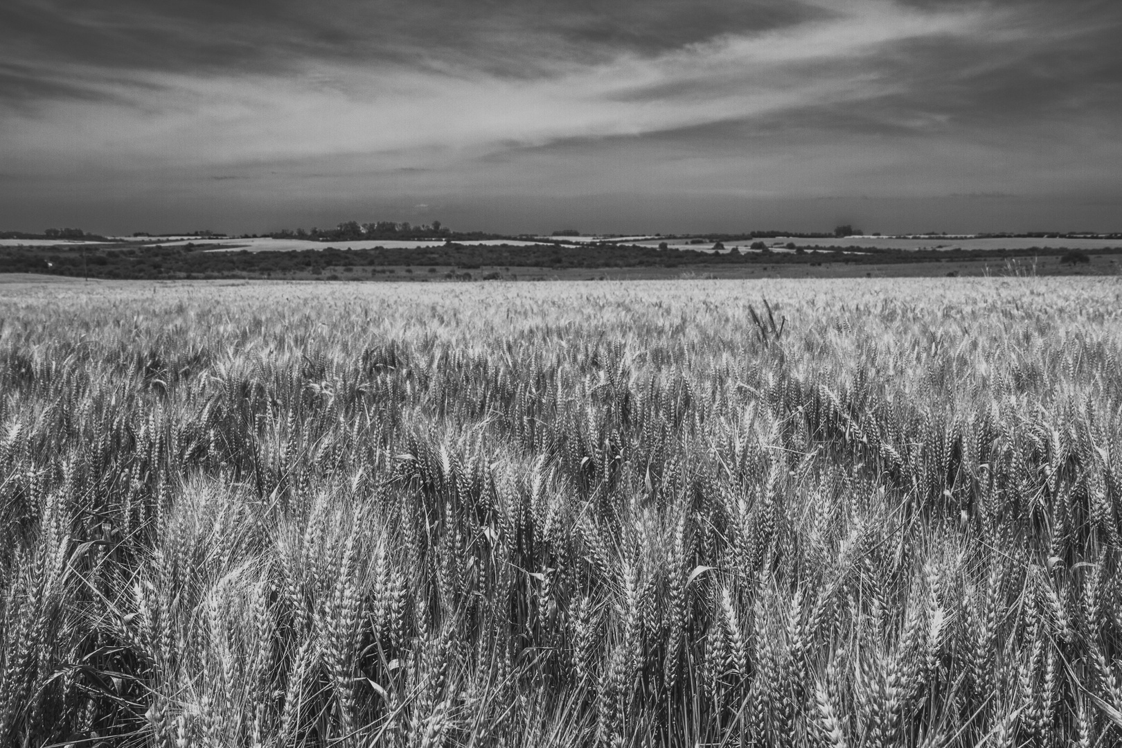 ESPIGAS EN BLANCO Y NEGRO