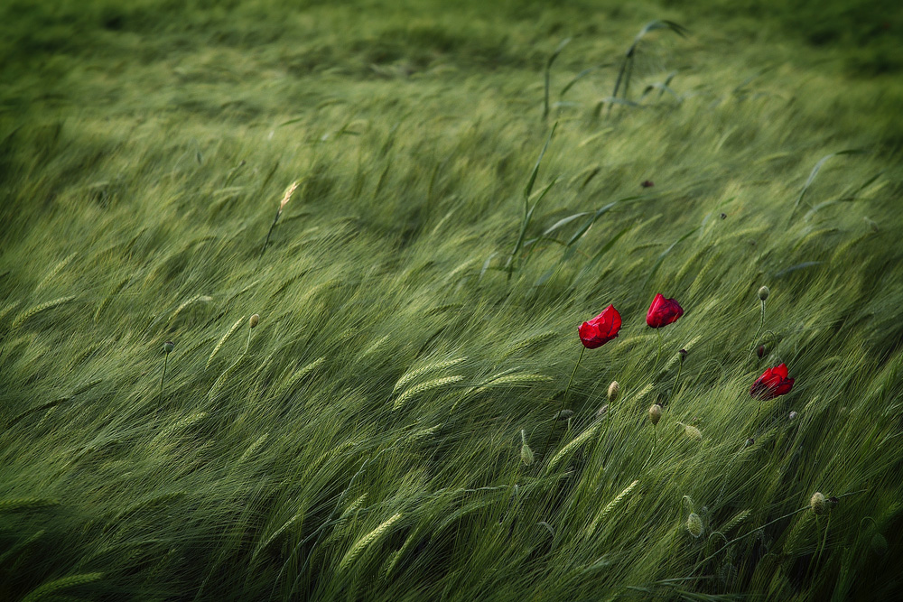 espigas y amapolas