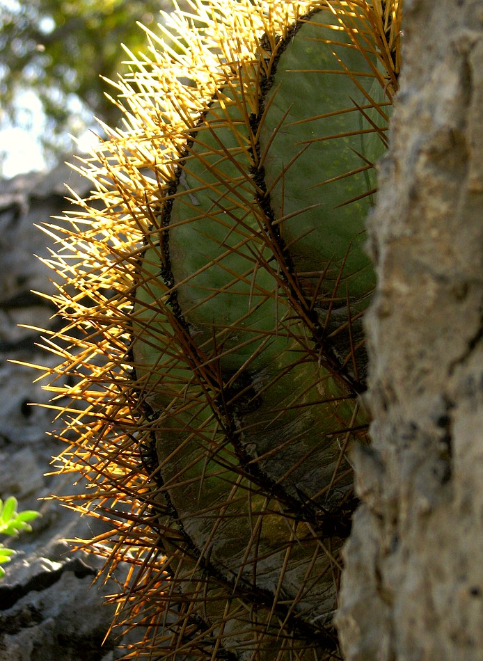 Espinas en las Rocas