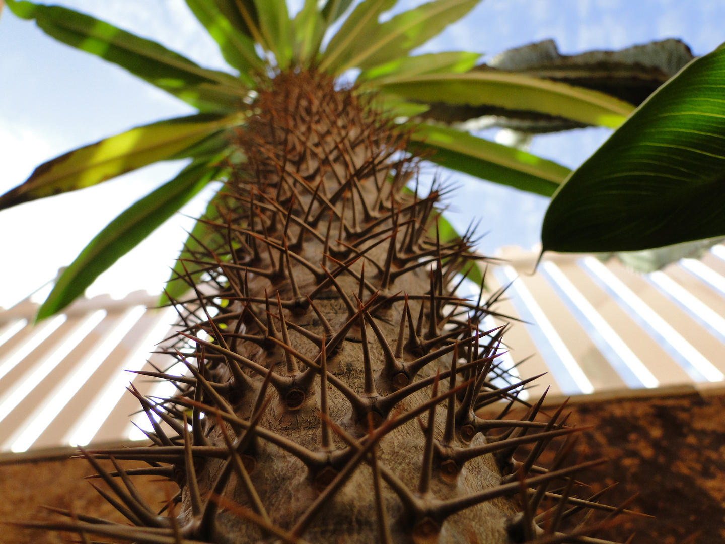 espinas que llegan al cielo Imagen & Foto plantas, planta, naturaleza