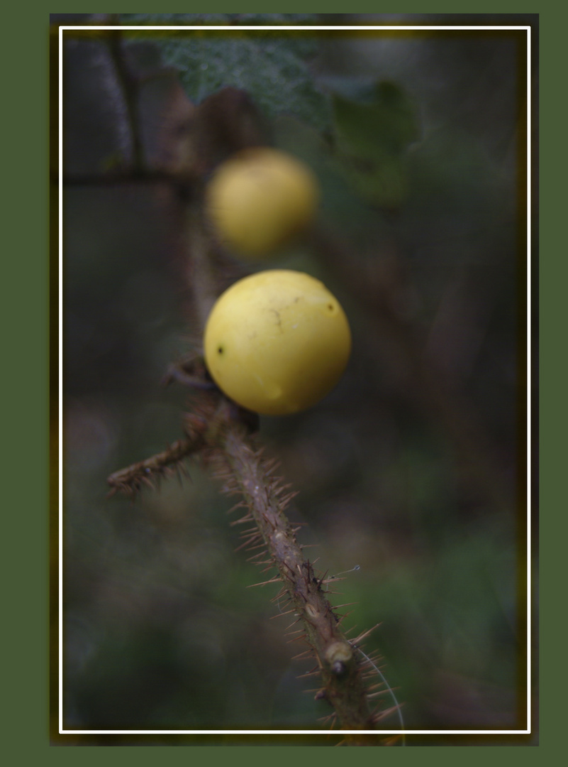 Espinas y Fruto