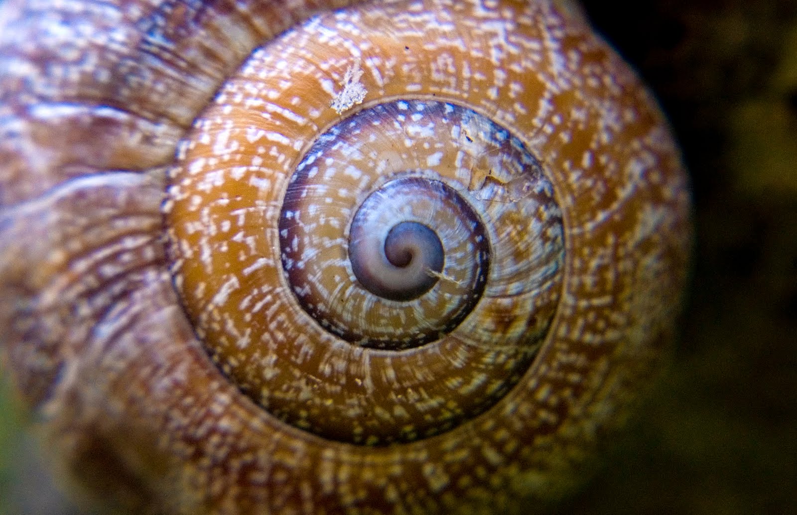 Resultado de imagen de espiral en la naturaleza