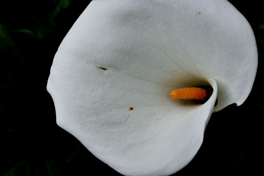 Espiral en Floración