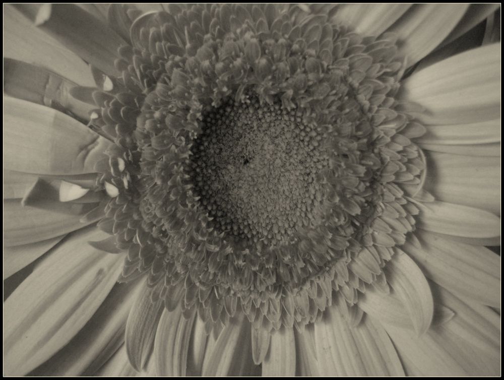 ..Esplorando...l'occhio di una gerbera....1