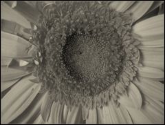 ..Esplorando...l'occhio di una gerbera....1