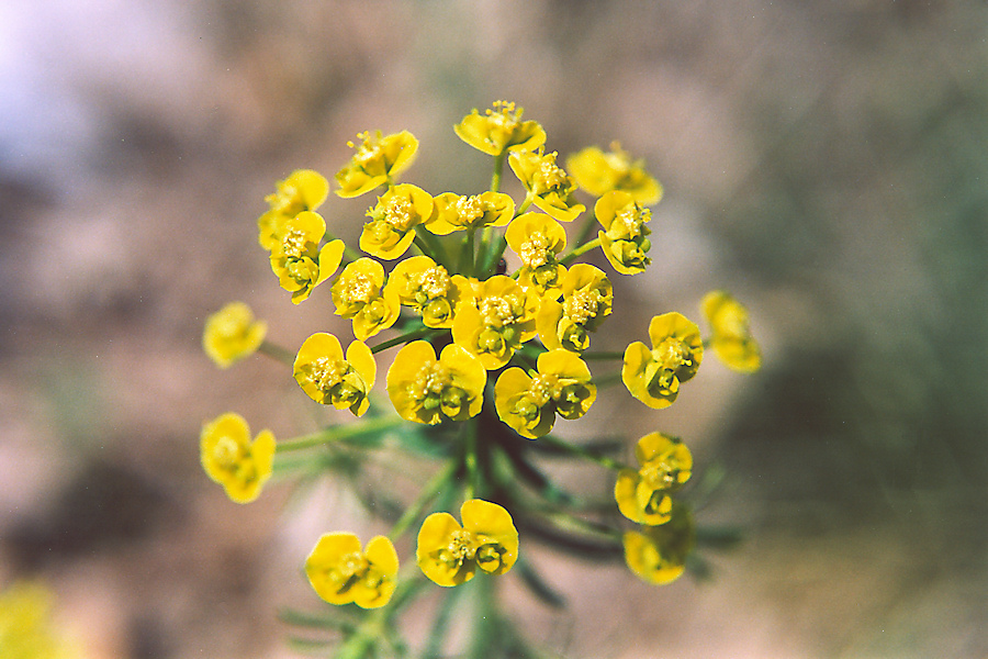 Esplosione di fiori