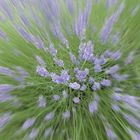 esplosione di lavanda