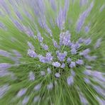 esplosione di lavanda