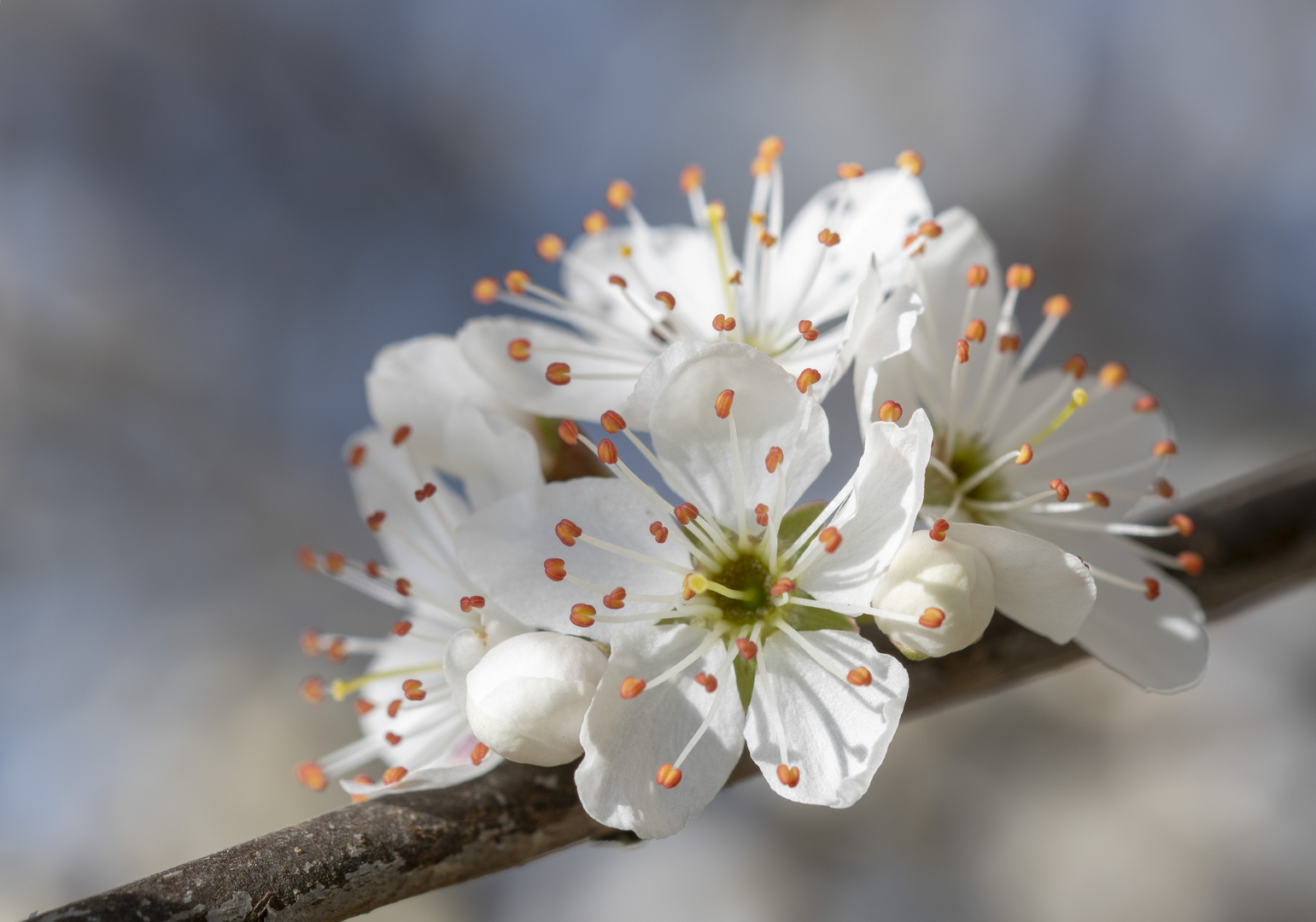 Esplosione floreale_DSC1199