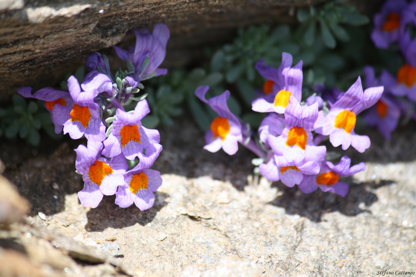 Esplosioni di colori in alta montagna