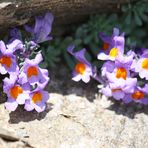 Esplosioni di colori in alta montagna