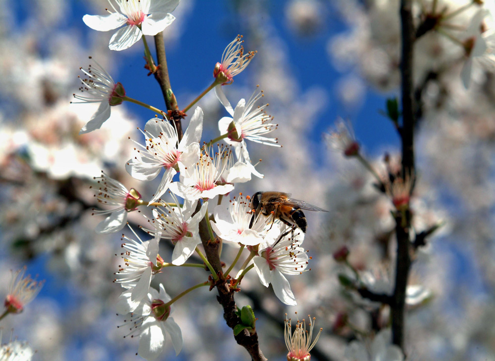 espoir de fruits