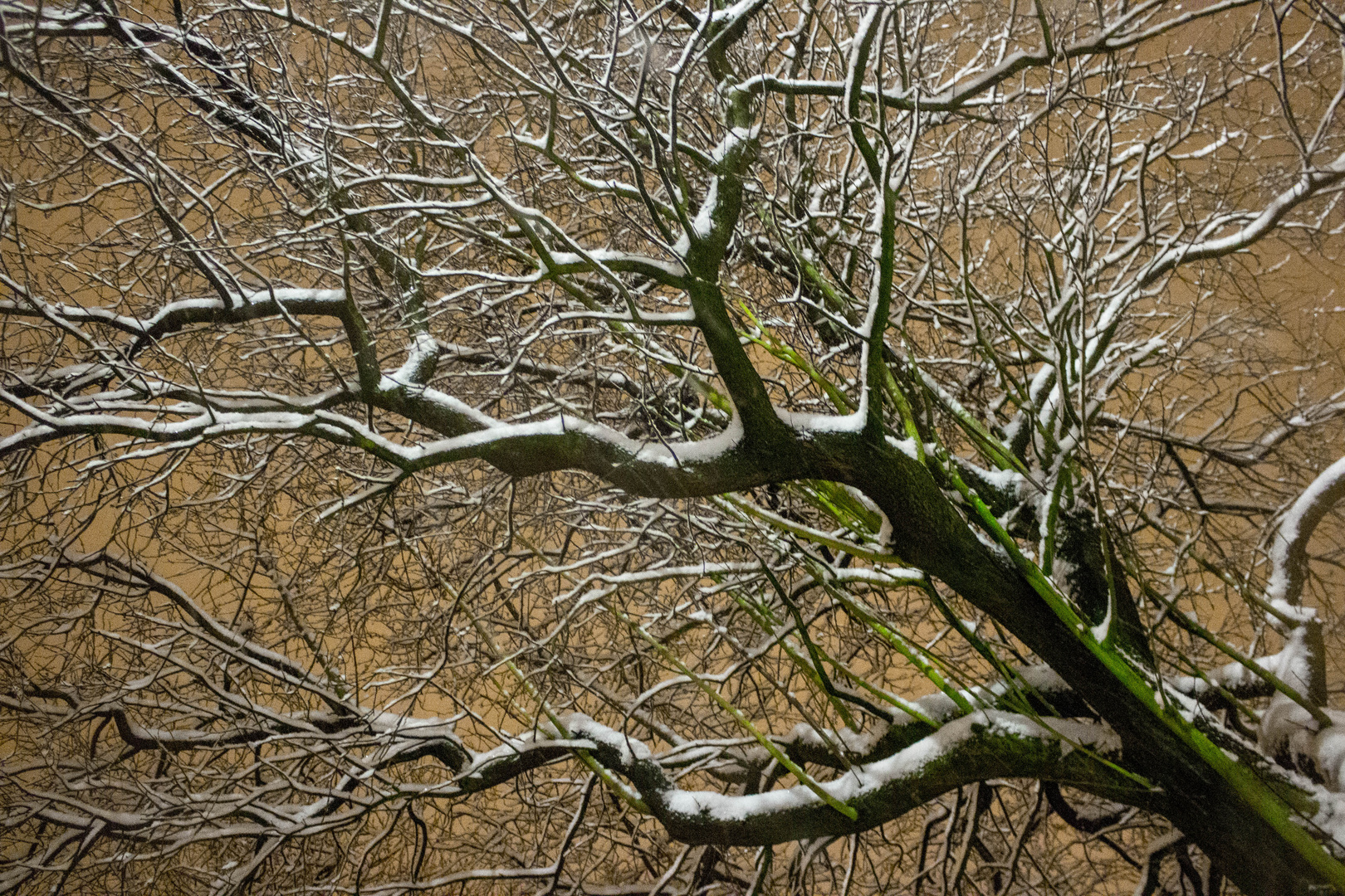 Espoir de printemps