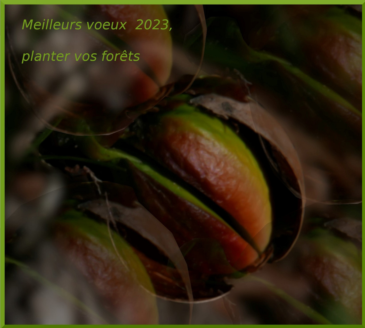 espoir des germinations