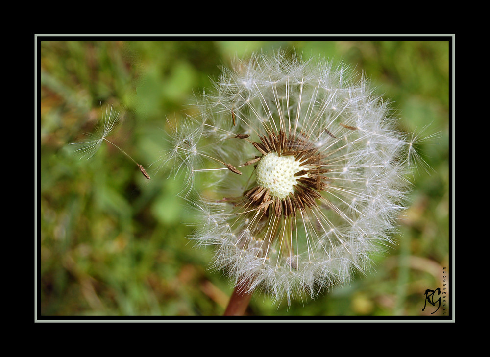 Esprimi un desiderio... - dedicata a Stefano -