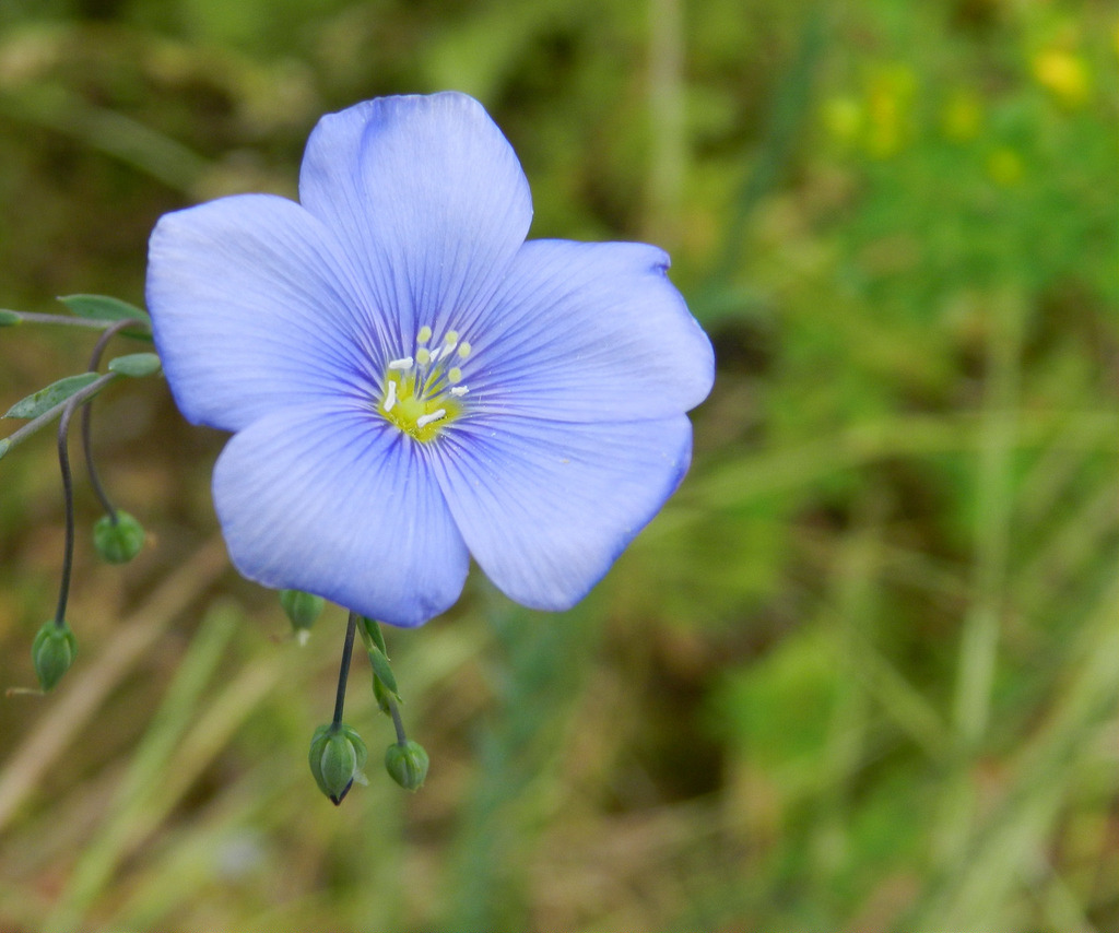 Esprit fleur bleu 