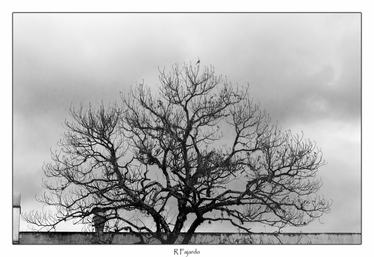 Esqueleto de una ceiba