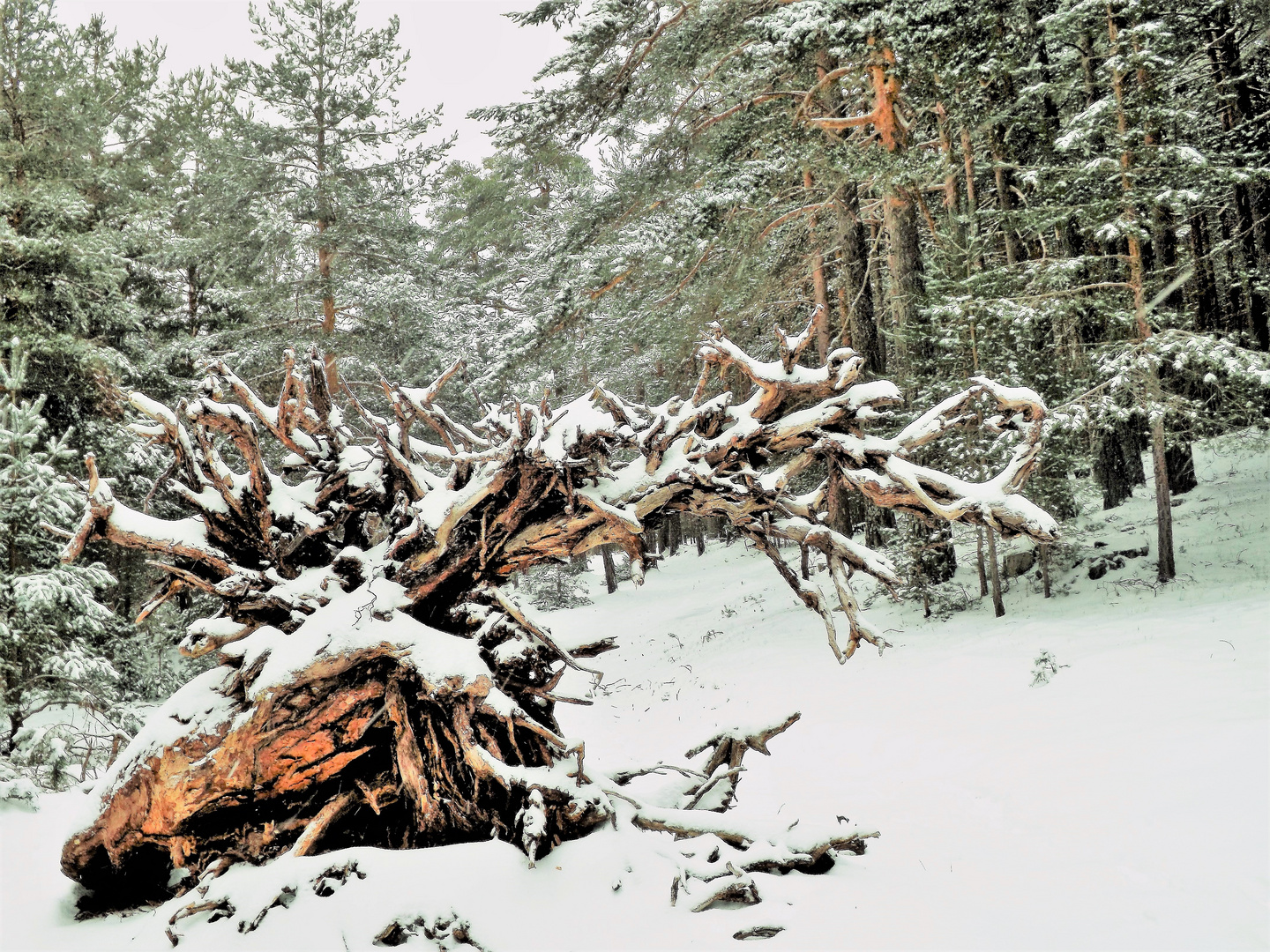 Esqueleto del bosque