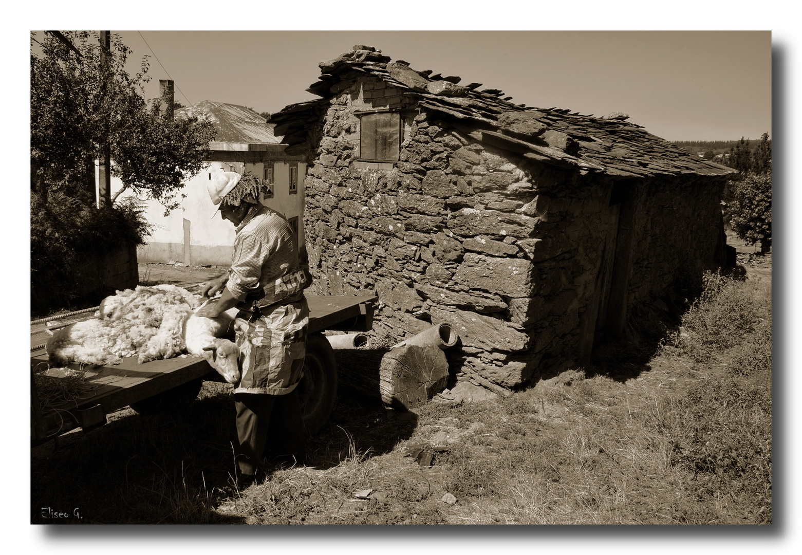 Esquilador de ovejas I