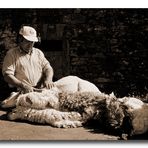 Esquilador de ovejas II