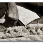 Esquilador de ovejas III