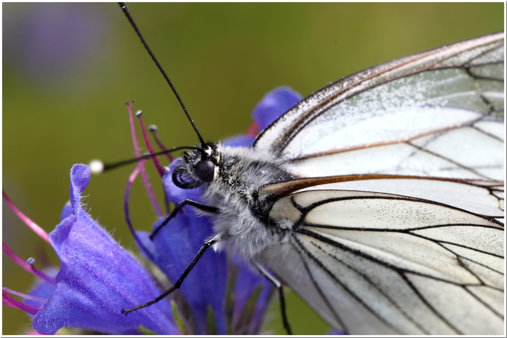 Essai avec le 100mm f/2.8 macro