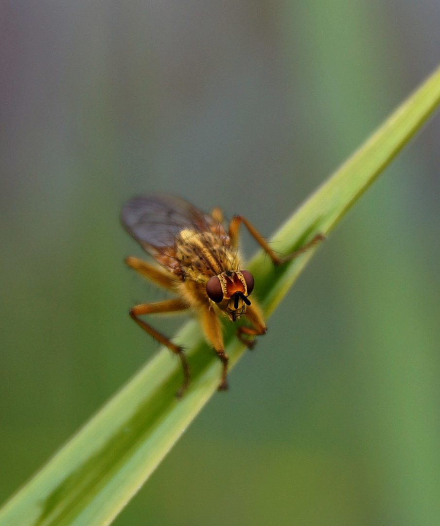 essai de macro