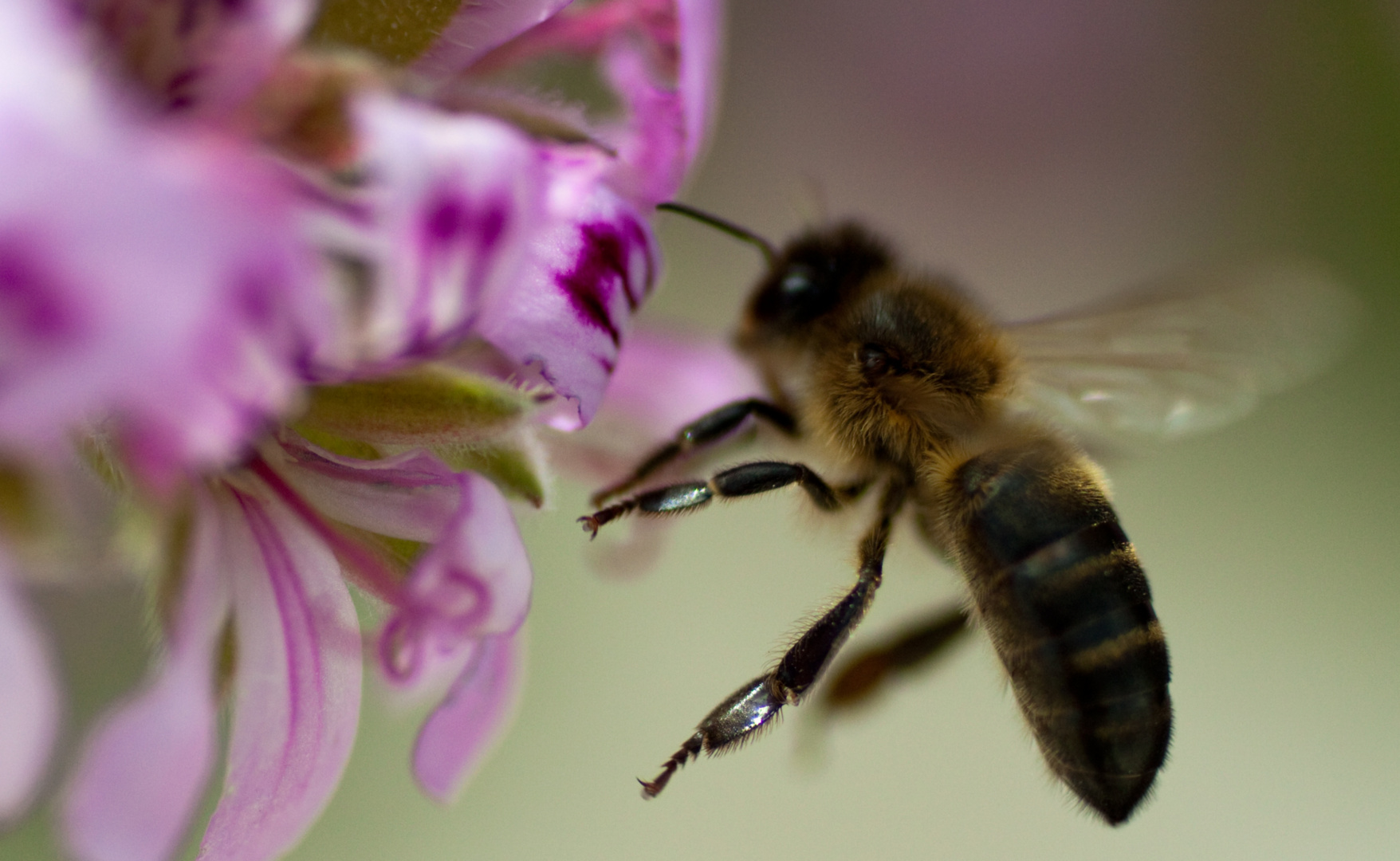 Essai de macro