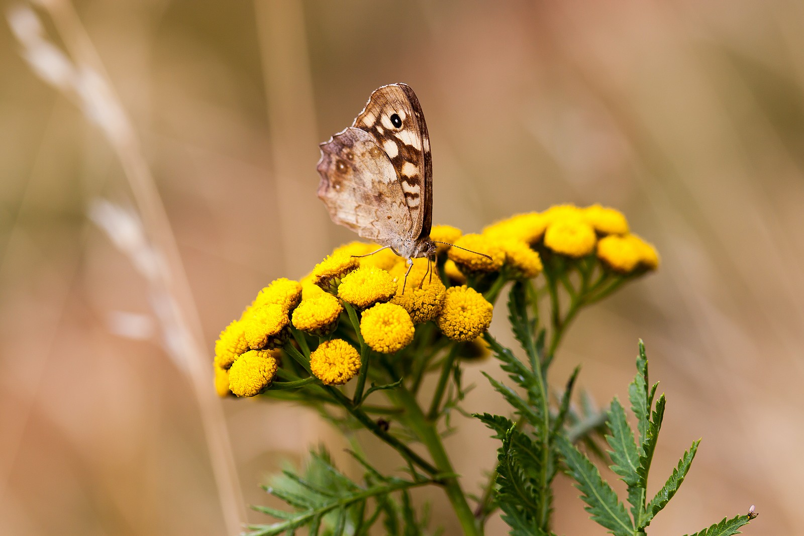 Essai macro