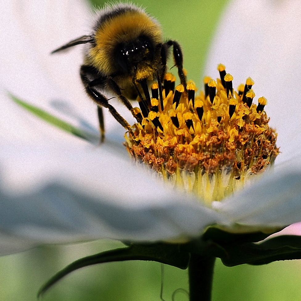 essai macro