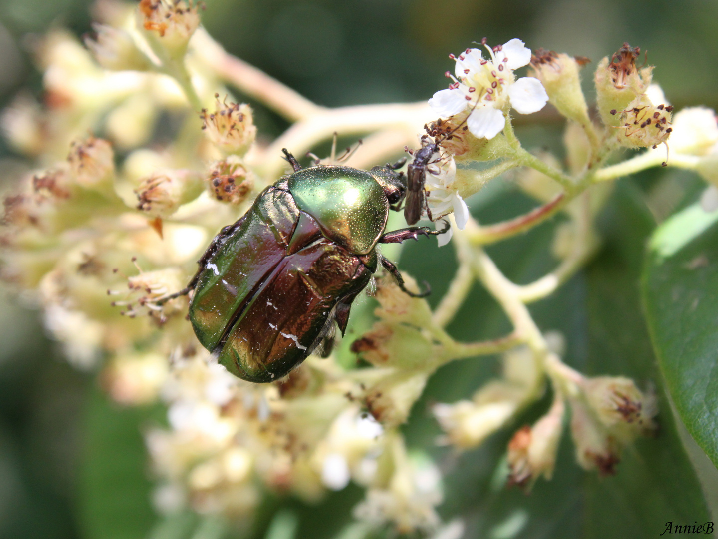 Essai macro