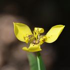 Essai macro au Parc de la tête d'Or