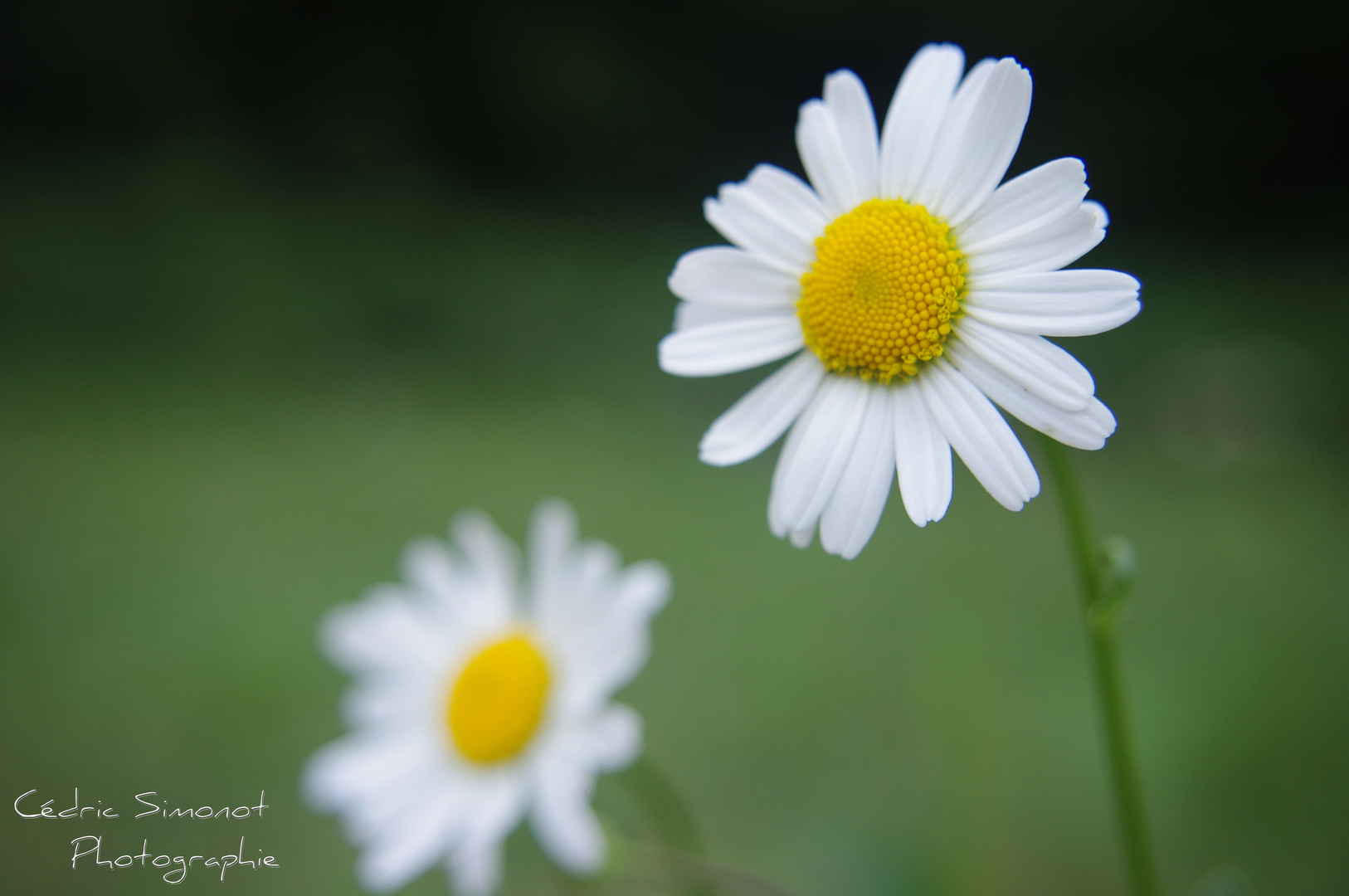 essai macro sur une fleur