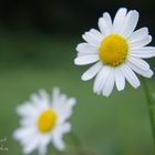 essai macro sur une fleur