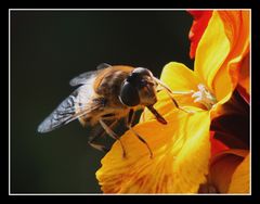 " Essais de macro sur une abeille "