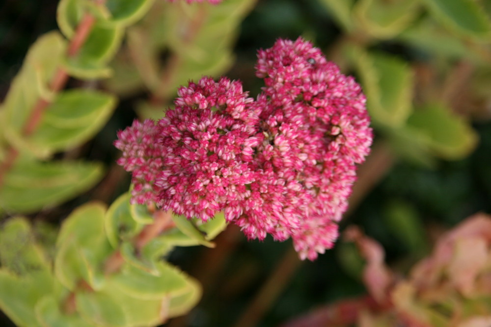 Essais macro fleurs