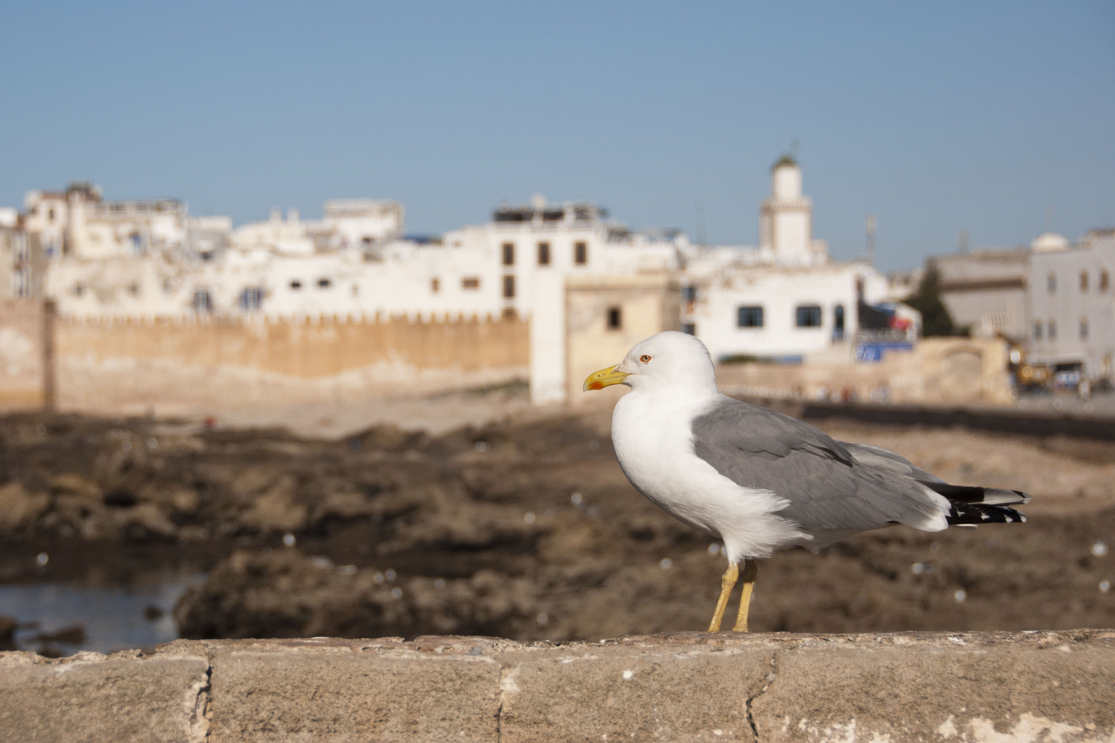 Essaouira - 060