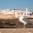 Essaouira - 060