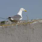 Essaouira!!!!