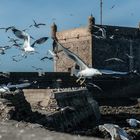 Essaouira - Hafen - Castell