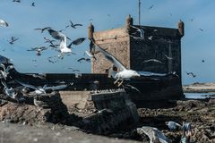 Essaouira - Hafen - Castell