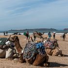Essaouira - Hafen - Strand der Gegensätze